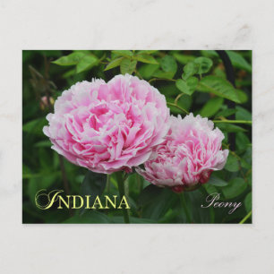 Indiana State Flower: Peony Vykort