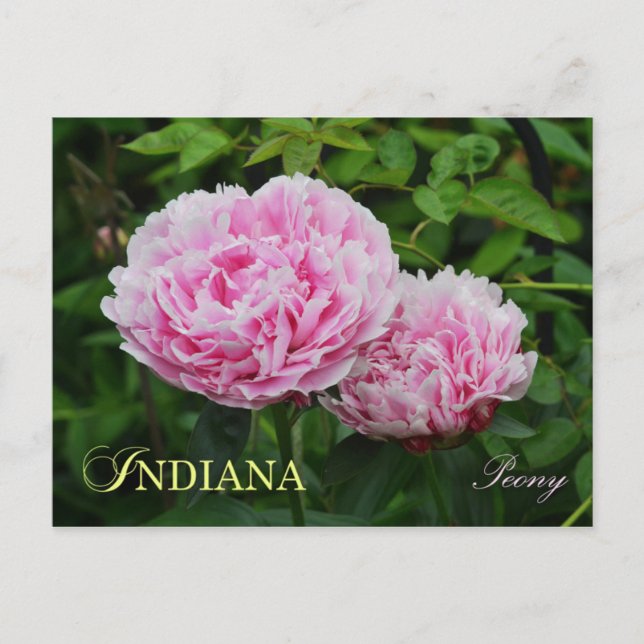 Indiana State Flower: Peony Vykort (Framsida)