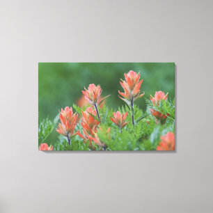 Indianpensel, Castilleja miniata, Ouray, Canvastryck