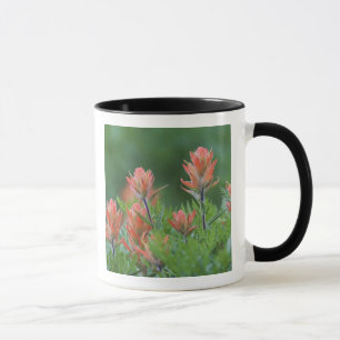Indianpensel, Castilleja miniata, Ouray, Mugg