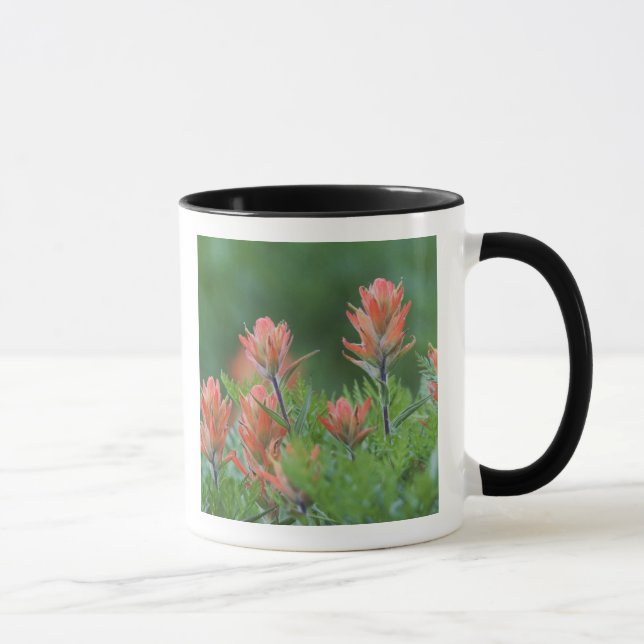 Indianpensel, Castilleja miniata, Ouray, Mugg (Höger)