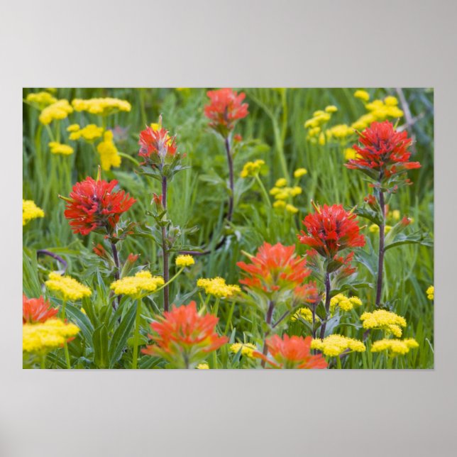 indianska penseldrag och biscuitrot vilda blommor poster (Framsidan)
