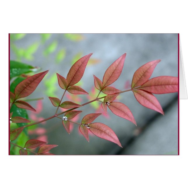 Indiansommarmorgon Hälsningskort (Framsidan Horizontal)