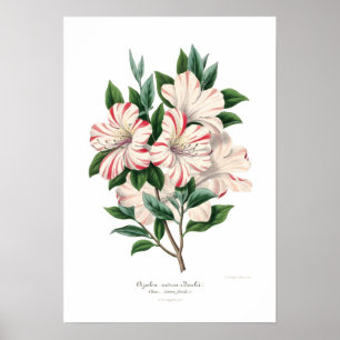 Indica bealii för Azalea Poster