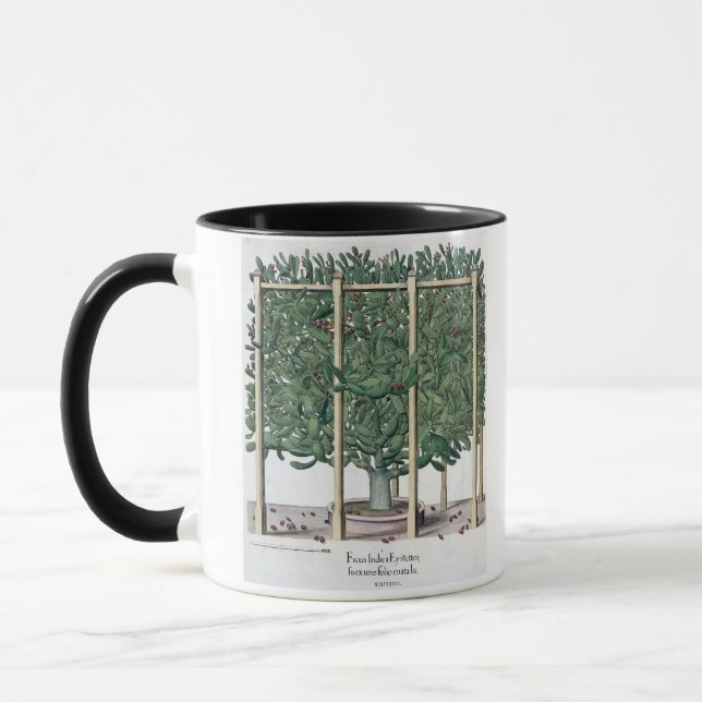 Indica eystettensis för Ficus, från 'Hortusen Mugg (Vänster)