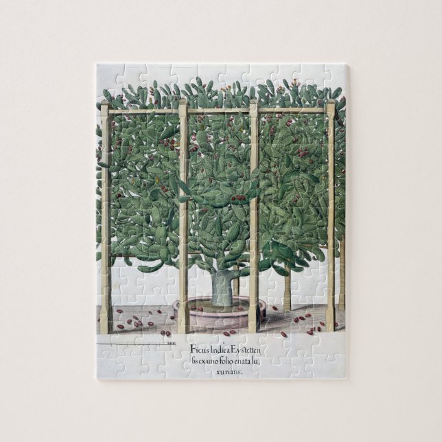 Indica eystettensis för Ficus, från 'Hortusen Pussel (Vertikal)