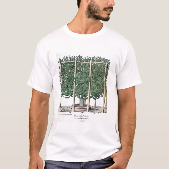 Indica eystettensis för Ficus, från 'Hortusen Tee (Framsida)