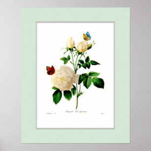 Indica Rosa, beställnings- gräns Poster