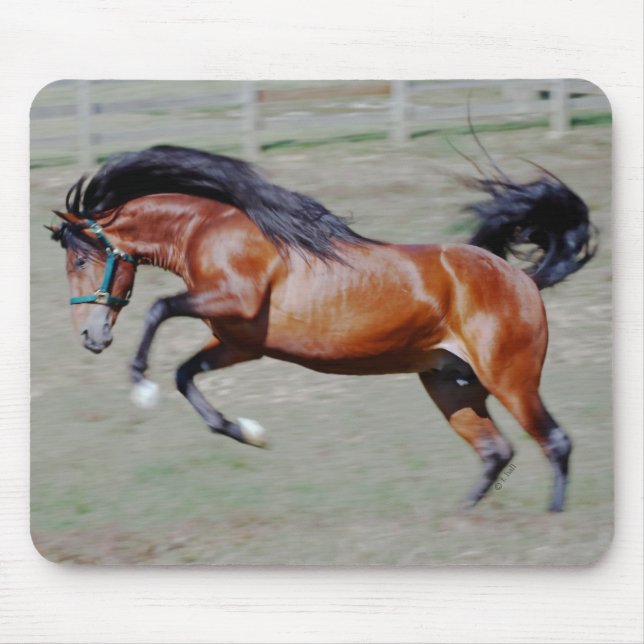 Indico VII som ut ner Musmatta (Framsidan)