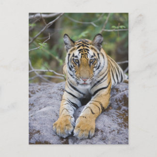 Indien, Bandhavgarh nationalpark, tiger unge Vykort