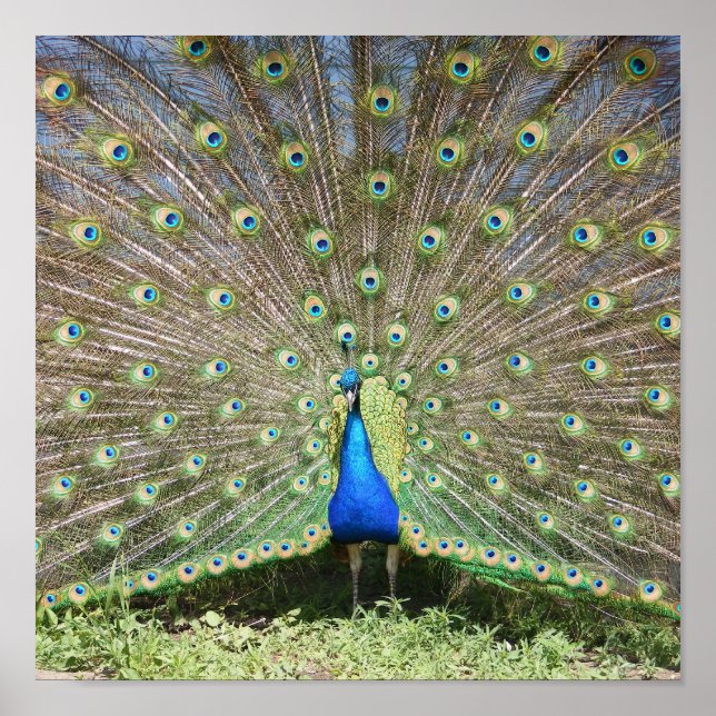 Indien Blue Peacock Poster (Framsidan)