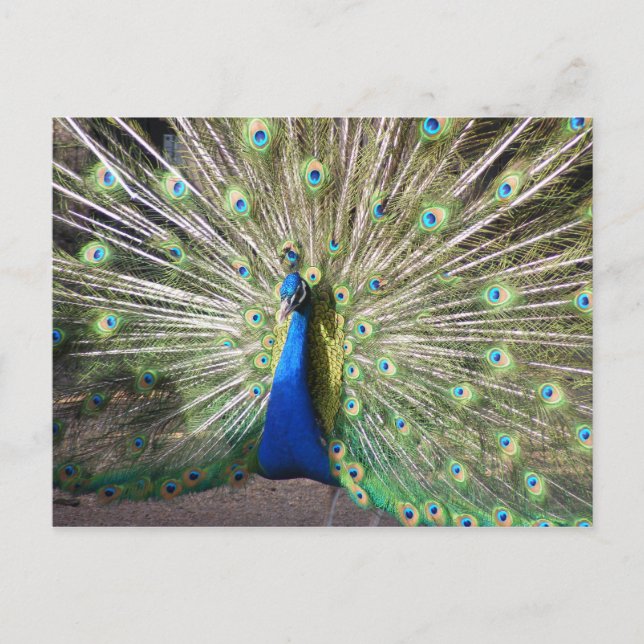 Indien Blue Peacock Vykort (Framsida)