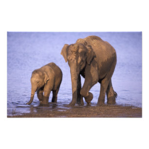 Indien, Nagarhole National Park. Asiatisk elefant Fototryck
