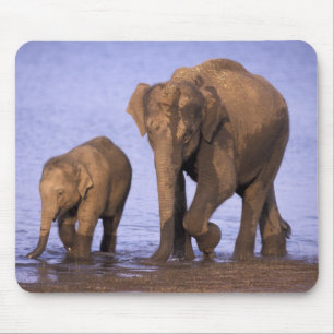 Indien, Nagarhole National Park. Asiatisk elefant Musmatta