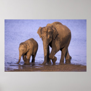 Indien Nagarhole nationalpark. Asiatisk elefant Poster
