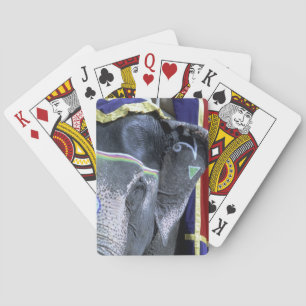 Indien, Rajasthan, Jaipur. Amber Fort. Casinokort