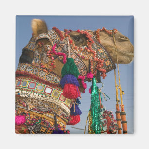 INDIEN, Rajasthan, Pushkar: PUSHKAR KAMELMÄSSA, Magnet