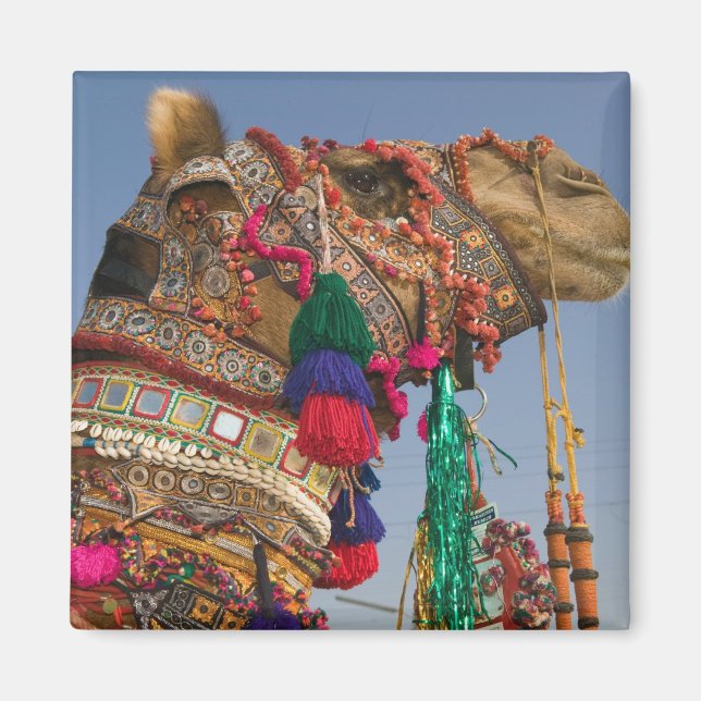 INDIEN, Rajasthan, Pushkar: PUSHKAR KAMELMÄSSA, Magnet (Framsidan)