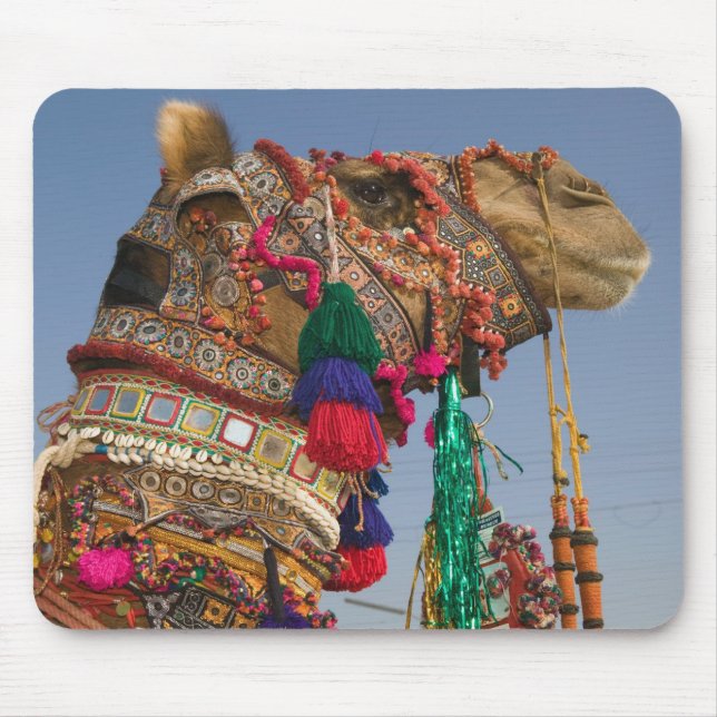 INDIEN, Rajasthan, Pushkar: PUSHKAR KAMELMÄSSA, Musmatta (Framsidan)