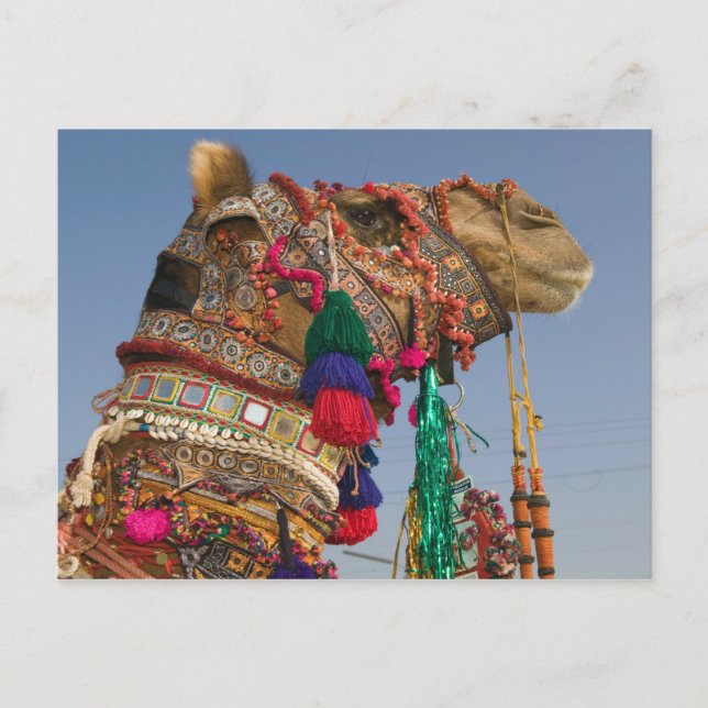 INDIEN, Rajasthan, Pushkar: PUSHKAR KAMELMÄSSA, Vykort (Framsida)