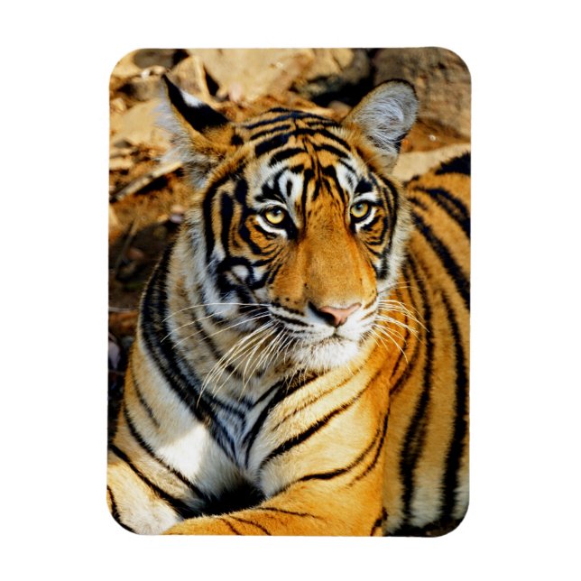 Indien, Sawai Madhopur, Ranthambore National Magnet (Vertikal)