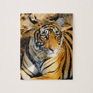 Indien, Sawai Madhopur, Ranthambore National Pussel