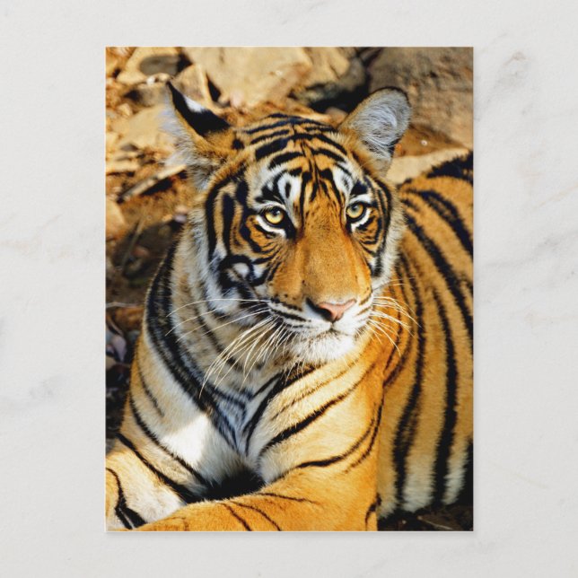 Indien, Sawai Madhopur, Ranthambore National Vykort (Framsida)