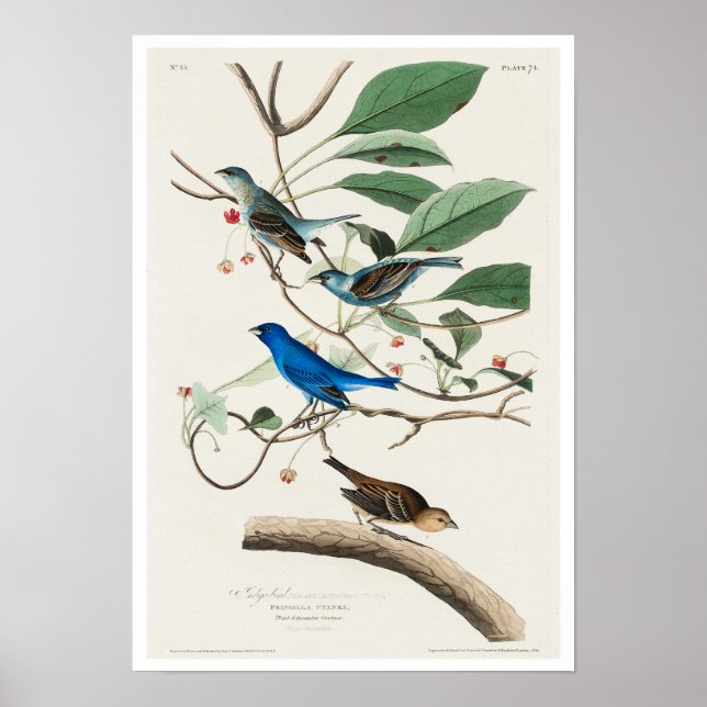 Indigo Bird by Audubon Poster (Framsidan)