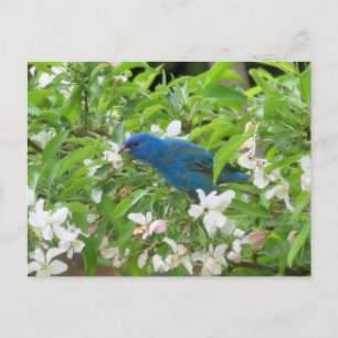 Indigo Bunting and Blommars - Bird Vykort