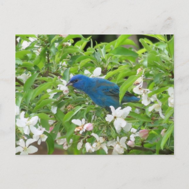 Indigo Bunting and Blommars - Bird Vykort (Framsida)
