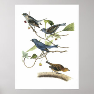 Indigo Bunting av Audubon Poster
