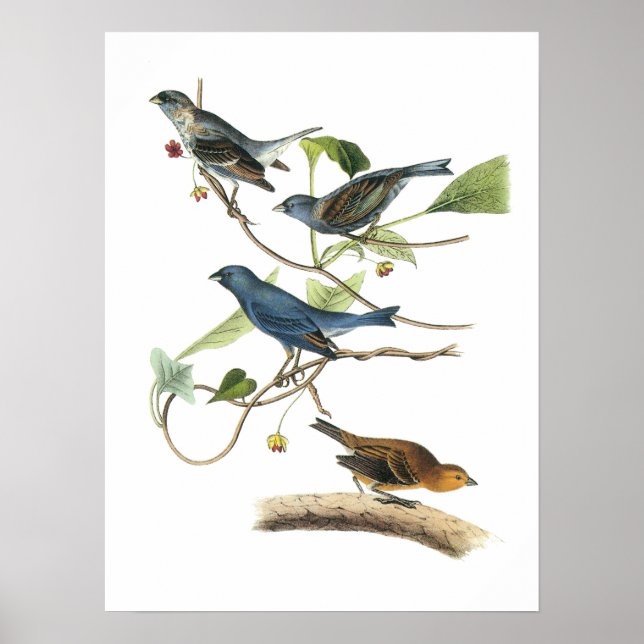 Indigo Bunting av Audubon Poster (Framsidan)