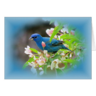 Indigo Bunting Blues Hälsningskort