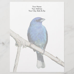 Indigo Bunting Brevhuvud