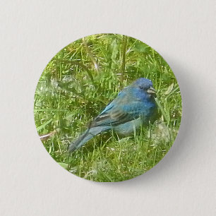 Indigo Bunting Button Knapp