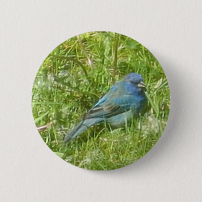 Indigo Bunting Button Knapp (Framsida)