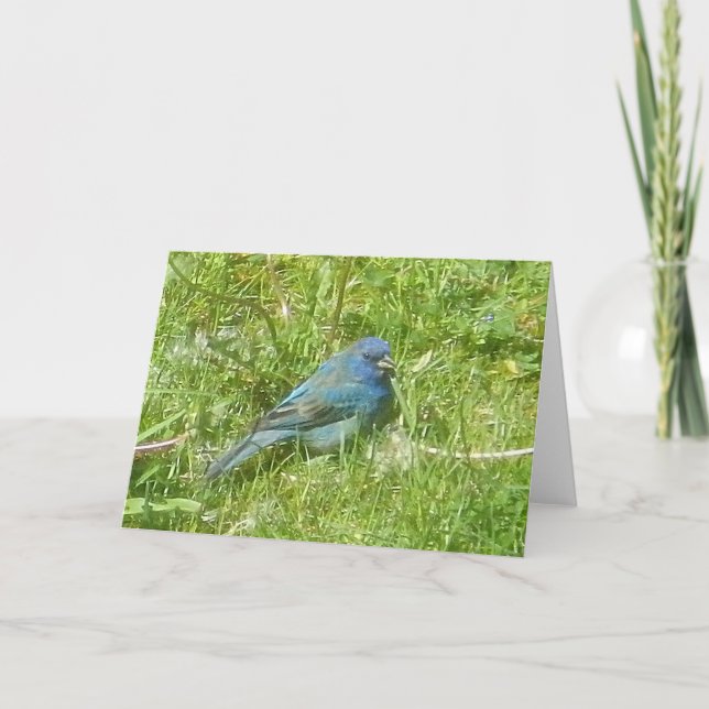 Indigo Bunting Card Kort (Framsida)