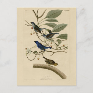 Indigo Bunting från Audubon's Birds of America Vykort