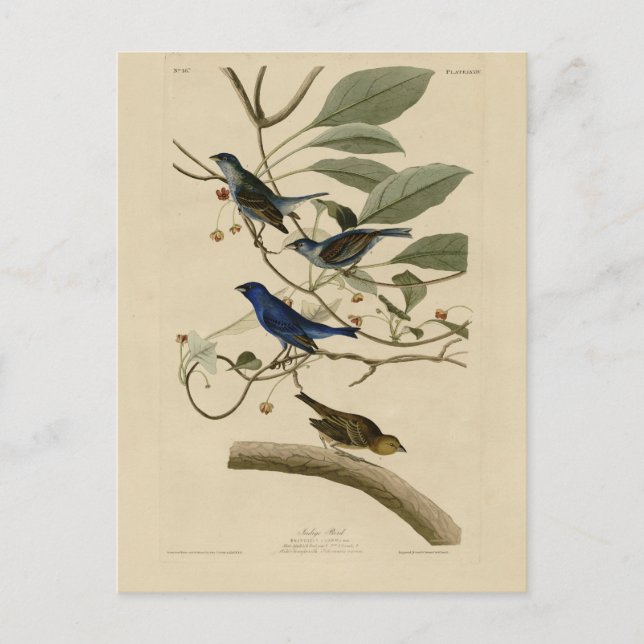 Indigo Bunting från Audubon's Birds of America Vykort (Framsida)