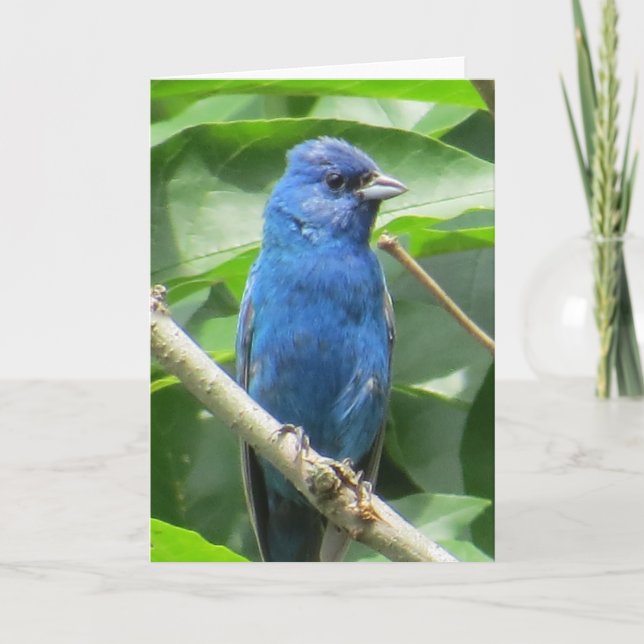 Indigo Bunting Greeting Card Kort (Framsida)