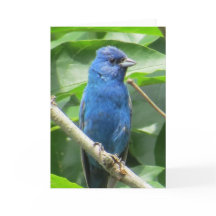 Indigo Bunting Greeting Card