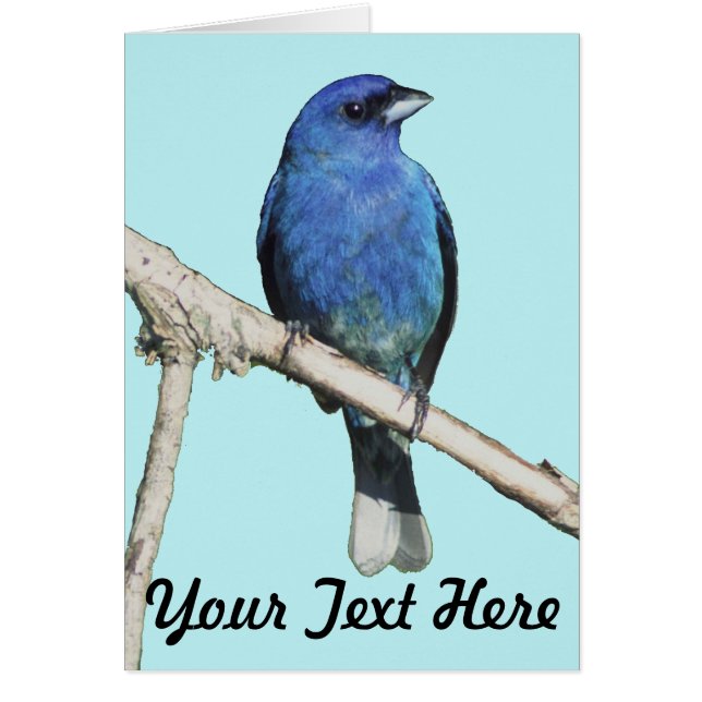 Indigo Bunting Hälsningskort (Framsidan)