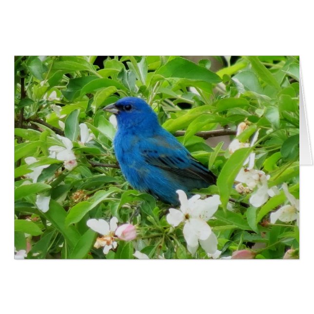Indigo Bunting i Crabapple Hälsningskort (Framsidan Horizontal)