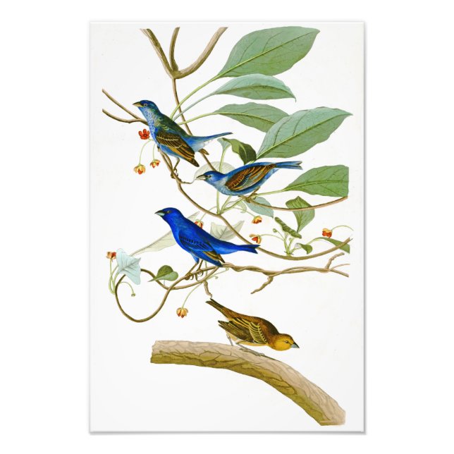 Indigo Bunting John James Audubon Birds of America Fototryck (Framsidan)