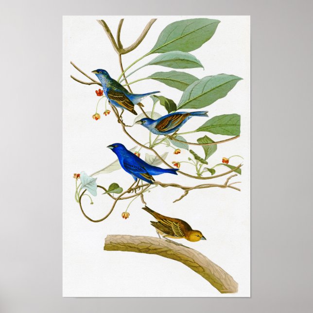 Indigo Bunting John James Audubon Birds of America Poster (Framsidan)