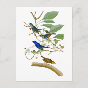 Indigo Bunting John James Audubon Birds of America Vykort