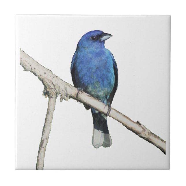 Indigo Bunting Kakelplatta (Framsidan)