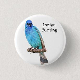 Indigo Bunting Knapp