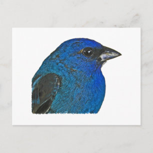 Indigo Bunting Logotyp Vykort