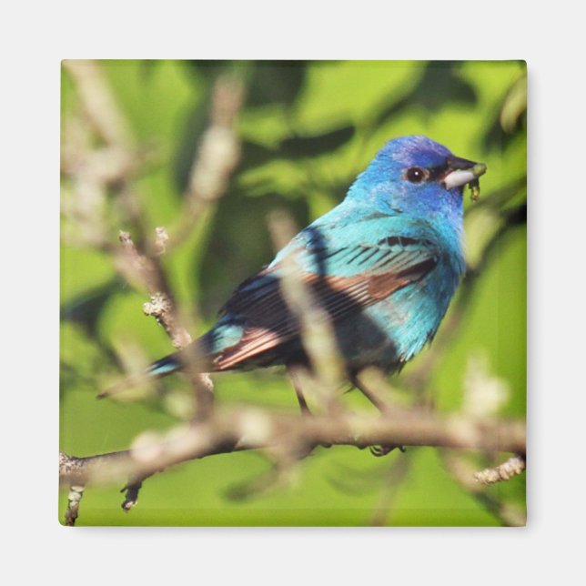 Indigo Bunting Magnet (Framsidan)